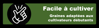 Variétés de cannabis faciles à cultiver - Variétés de marijuana pour débutants - Variétés de cannabis les plus faciles à cultiver
